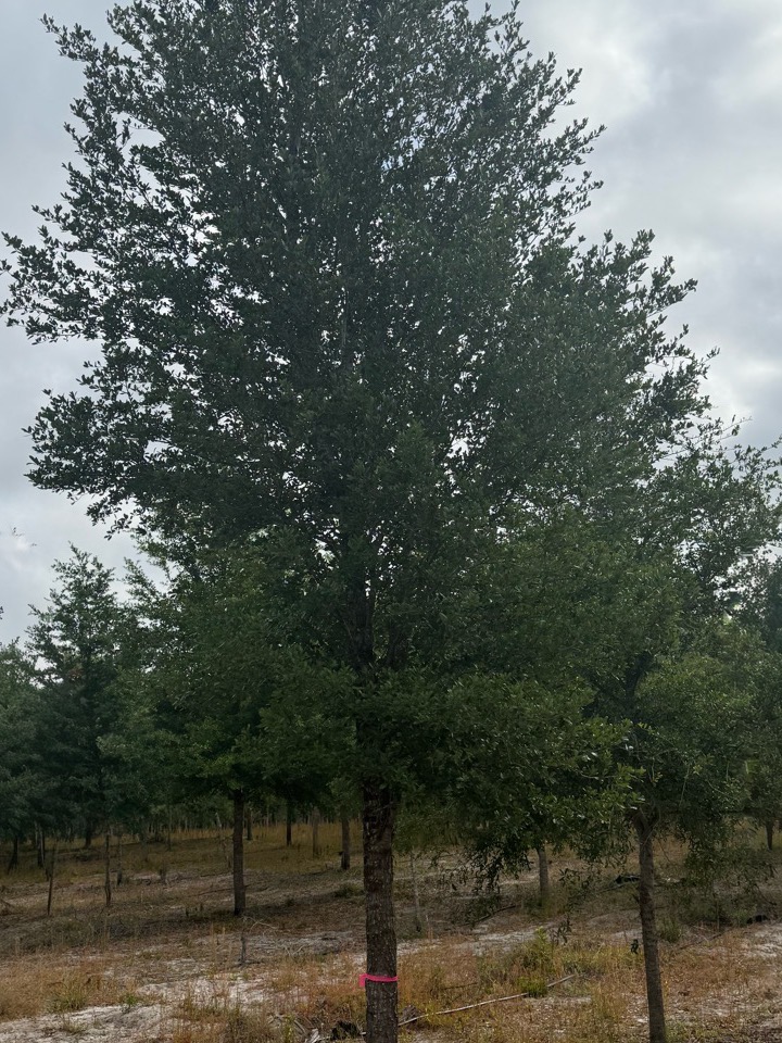 Mature 6 inch caliper live oak at Conser Trees, Alachua Florida