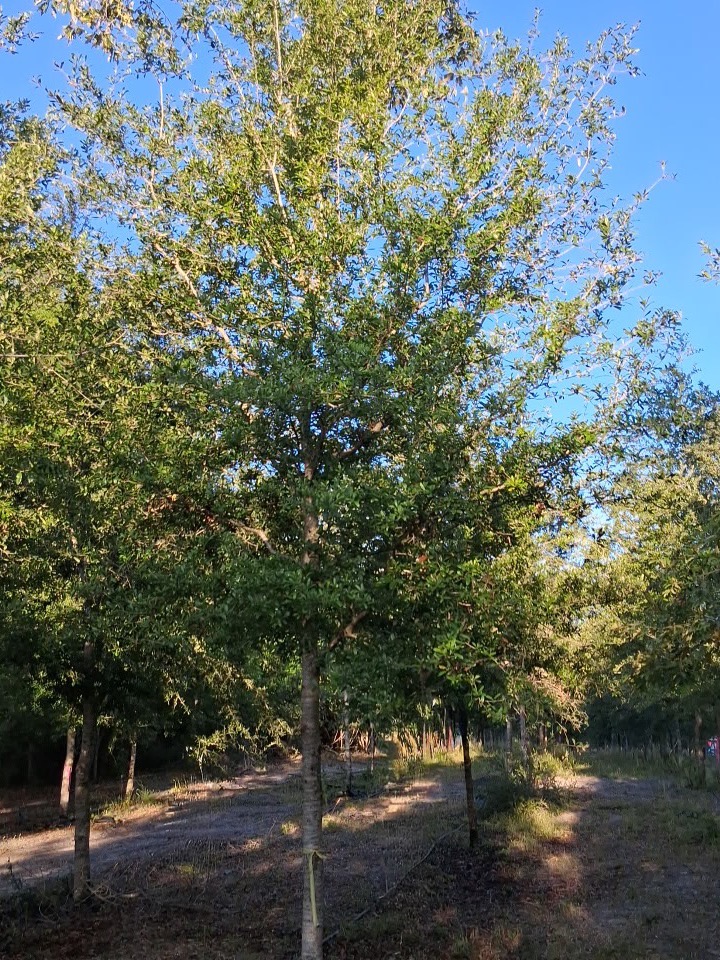 Field-grown 4 inch caliper Florida #1 live oak at Conser Trees in Alachua, Florida