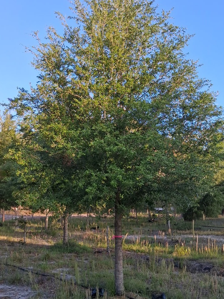 Six inch caliper live oak with a wide, well-formed canopy grown on 12-foot spacing