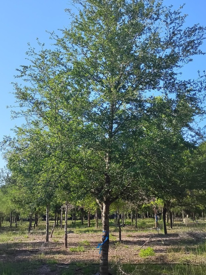 Seven inch caliper Florida Grade #1 live oak in the field at Conser Trees
