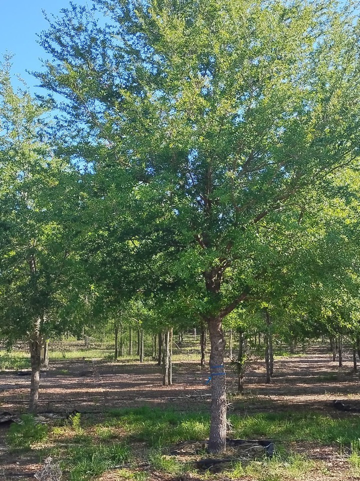 Eight inch caliper live oak with broad spreading canopy, Conser Trees farm