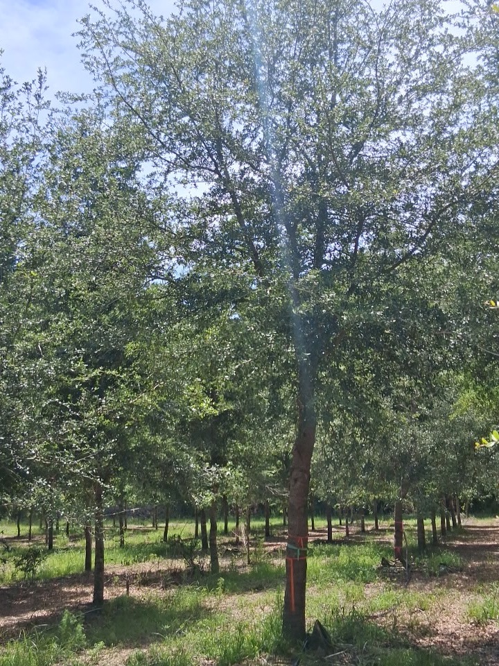 Nine to ten inch caliper mature live oak specimen tree available from Conser Trees